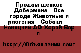 Продам щенков Добермана - Все города Животные и растения » Собаки   . Ненецкий АО,Хорей-Вер п.
